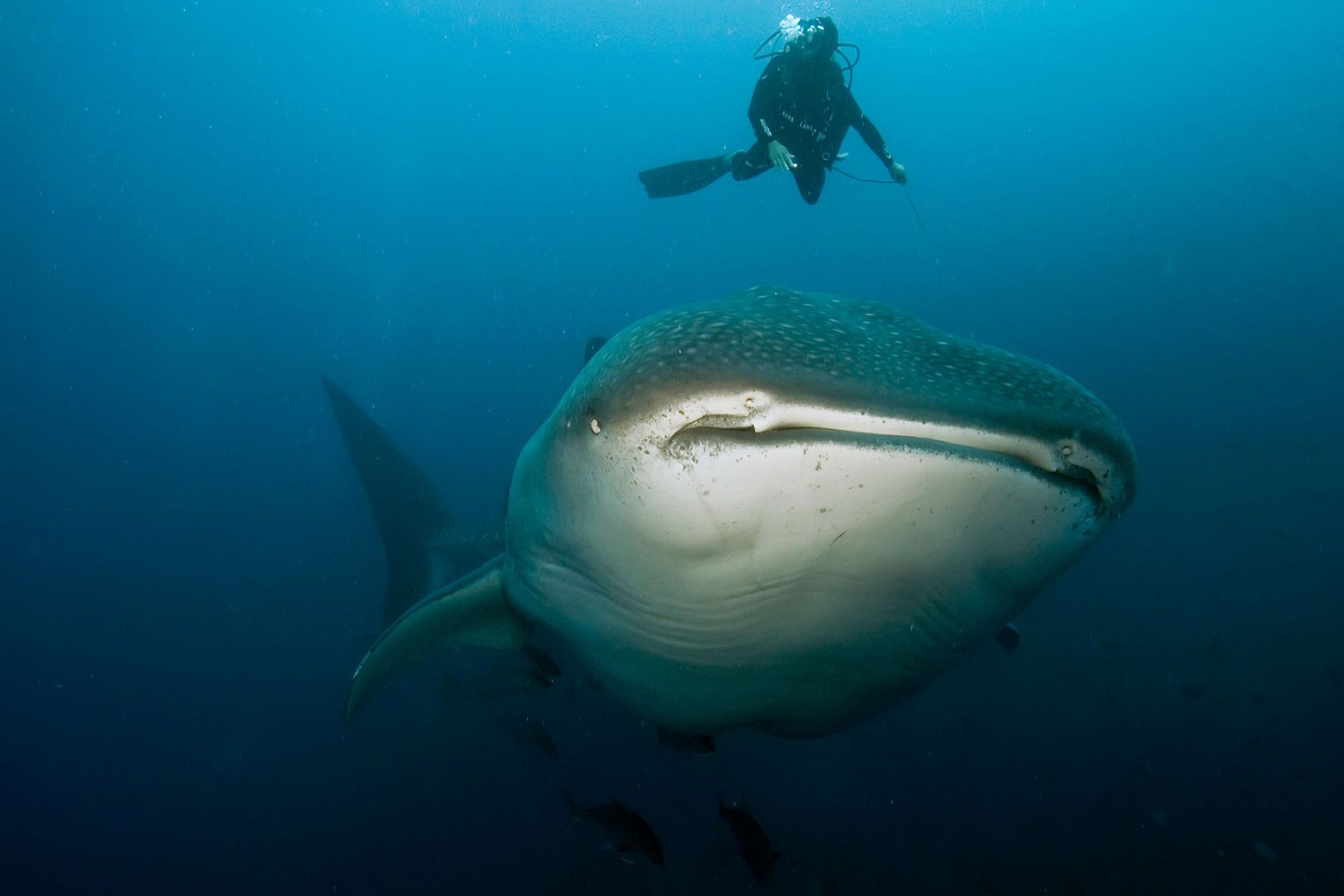 Whale Shark - Galapagos Aggressor III