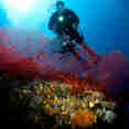 Corail  - Fiji Aggressor