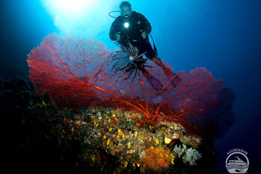 Recife de Coral - Fiji Aggressor