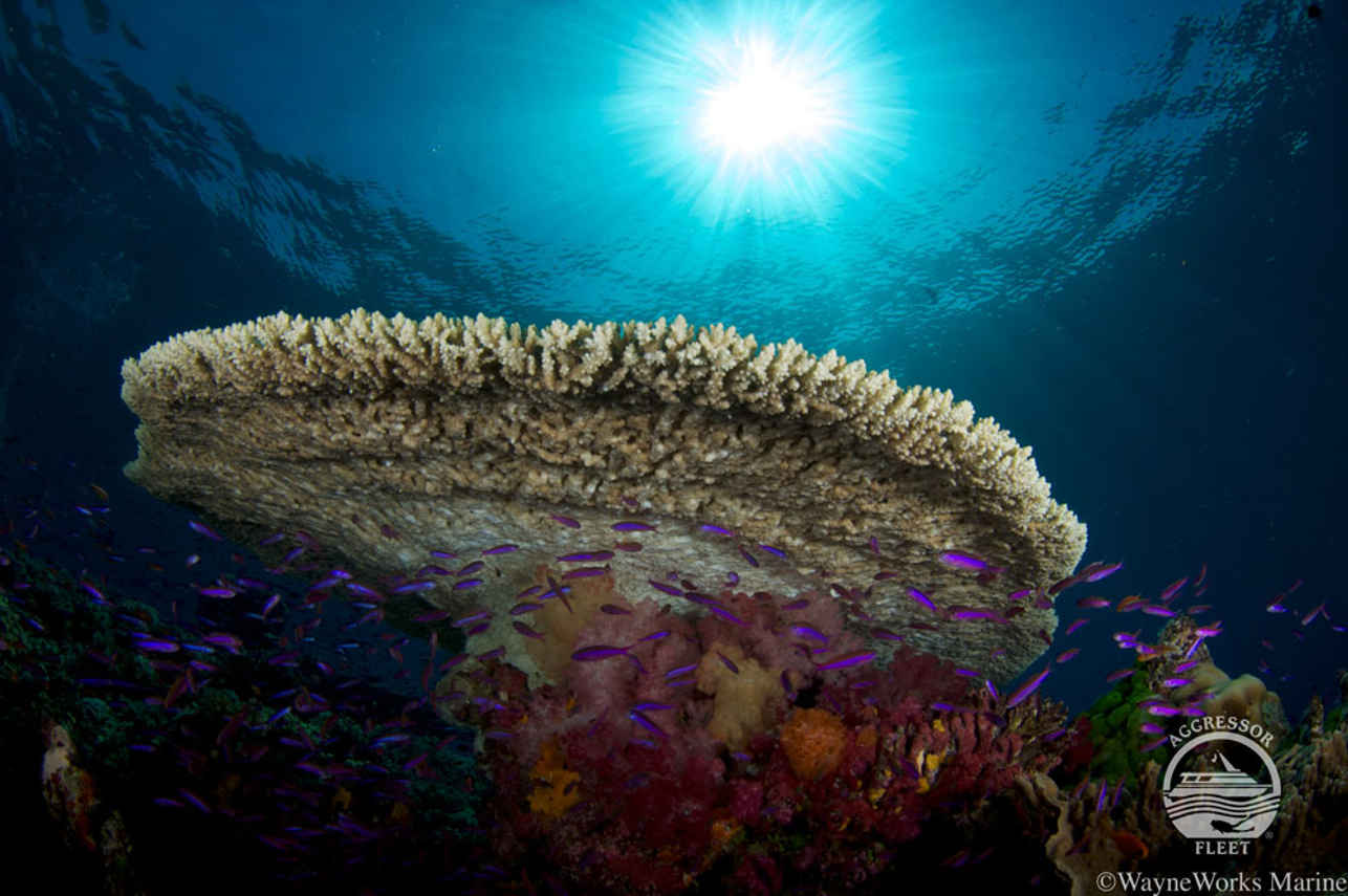 Coral  - Fiji Aggressor