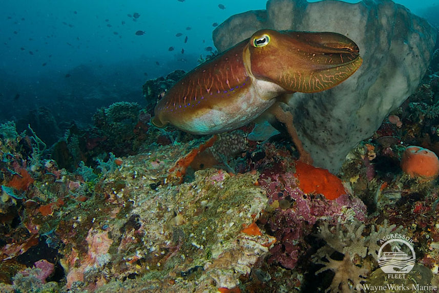 Vida Marinha - Fiji Aggressor