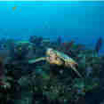 Tortue - Fiji Aggressor