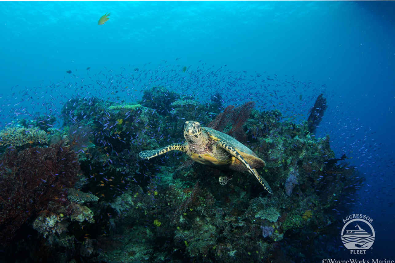 Tortuga  - Fiji Aggressor