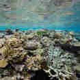 Corail  - Fiji Aggressor