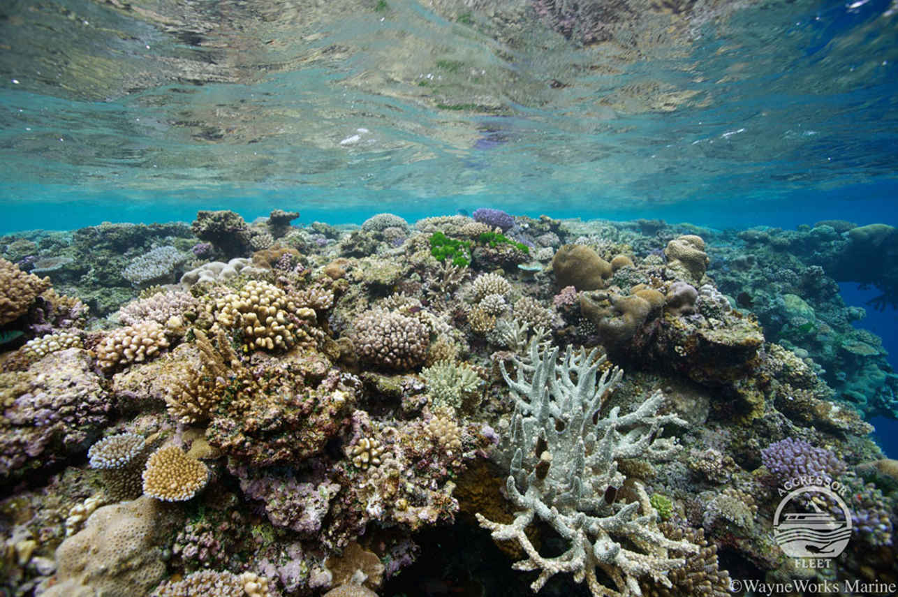 Coral  - Fiji Aggressor