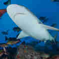 Requin baleine - Fiji Aggressor