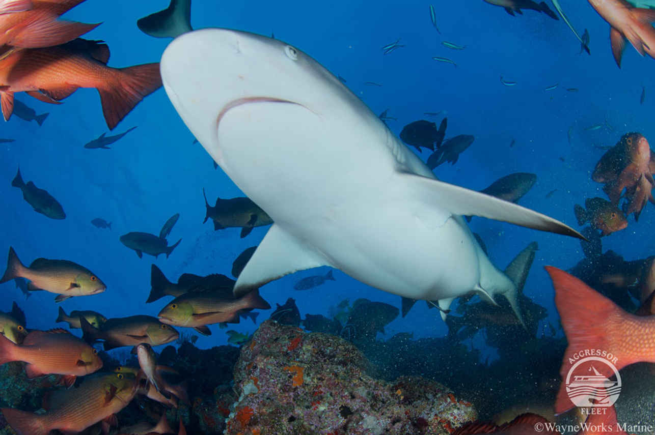 Tiburon ballena - Fiji Aggressor