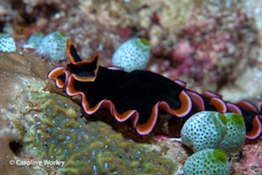 Stunning Marine Life with MV Orion Liveaboard