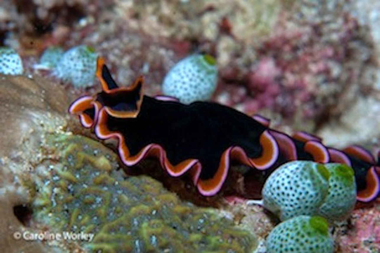 Stunning Marine Life with MV Orion Liveaboard