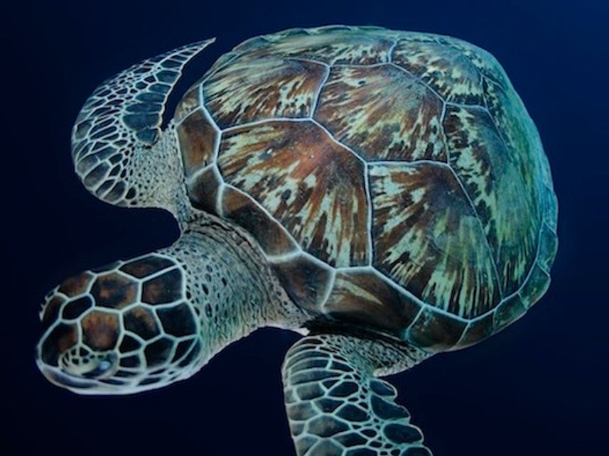 Maldives Diving aboard the MV Orion Liveaboard