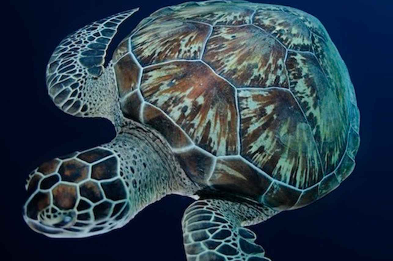 Maldives Diving aboard the MV Orion Liveaboard