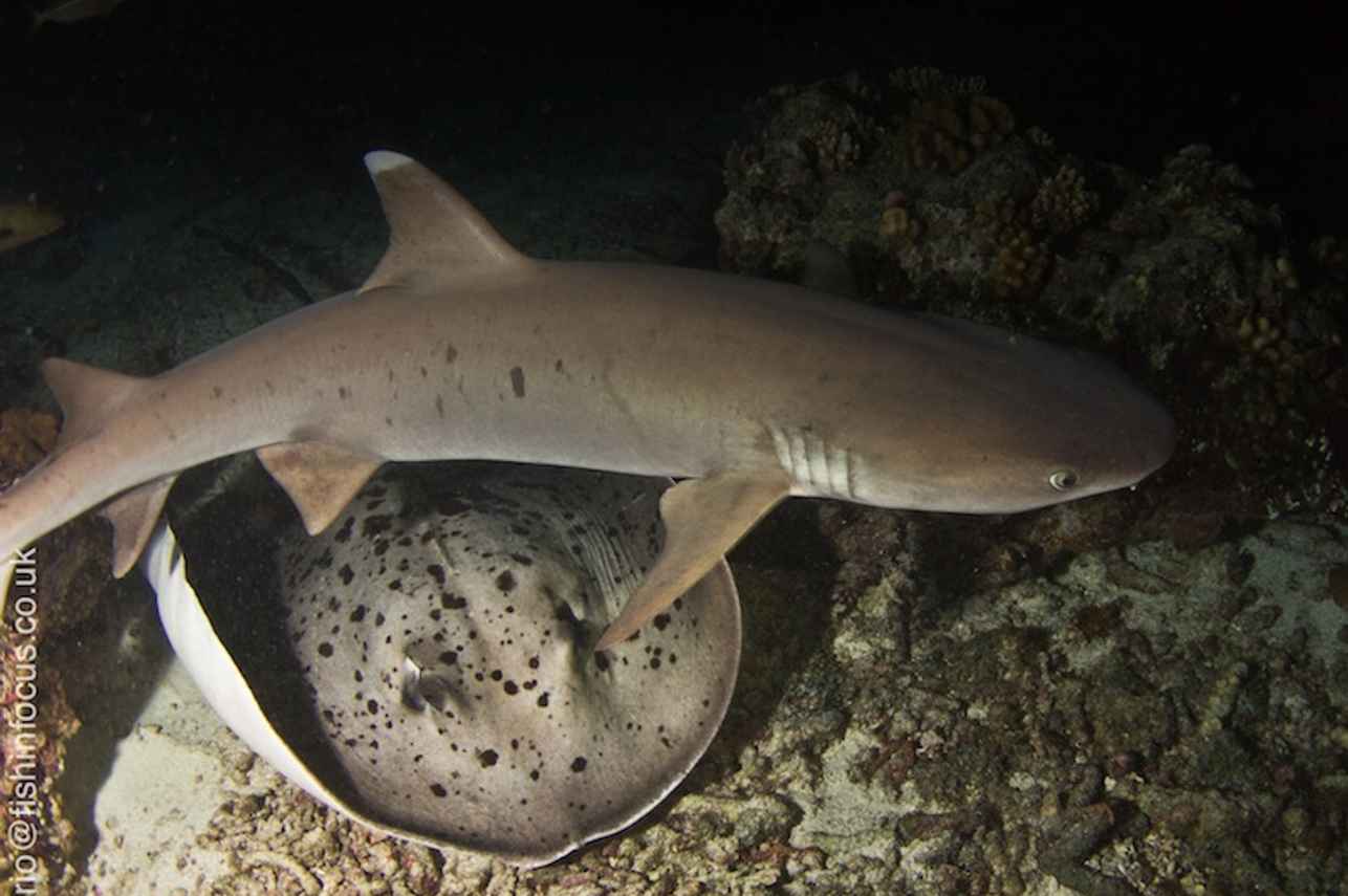Shark Dives with MV Orion Liveaboard