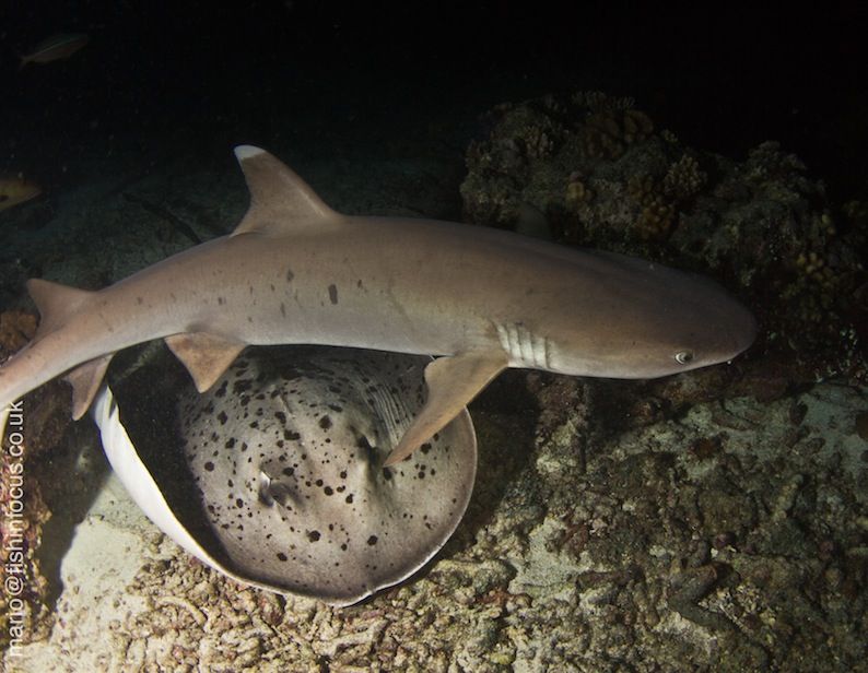 Shark Dives with MV Orion Liveaboard