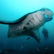 Diving with Manta Rays - MV Orion Liveaboard