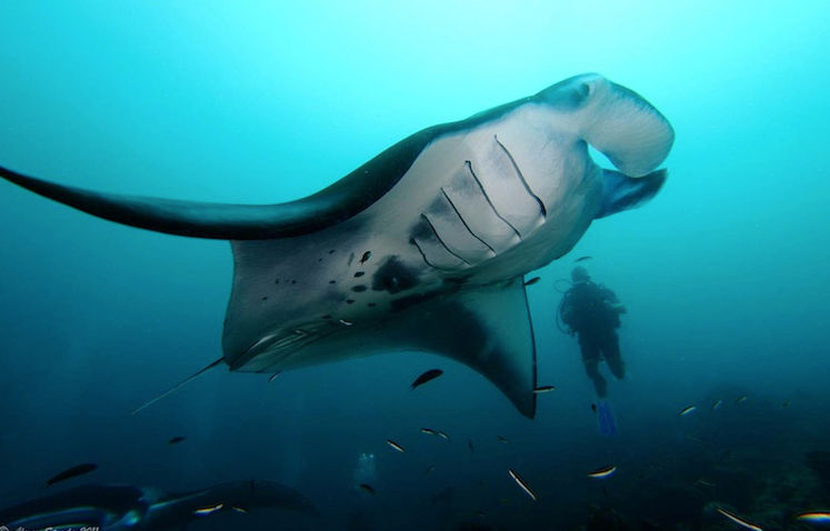 Diving with Manta Rays - MV Orion Liveaboard