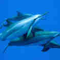 Marine Life - Kona Aggressor II
