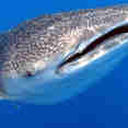 Whale Shark - Kona Aggressor II
