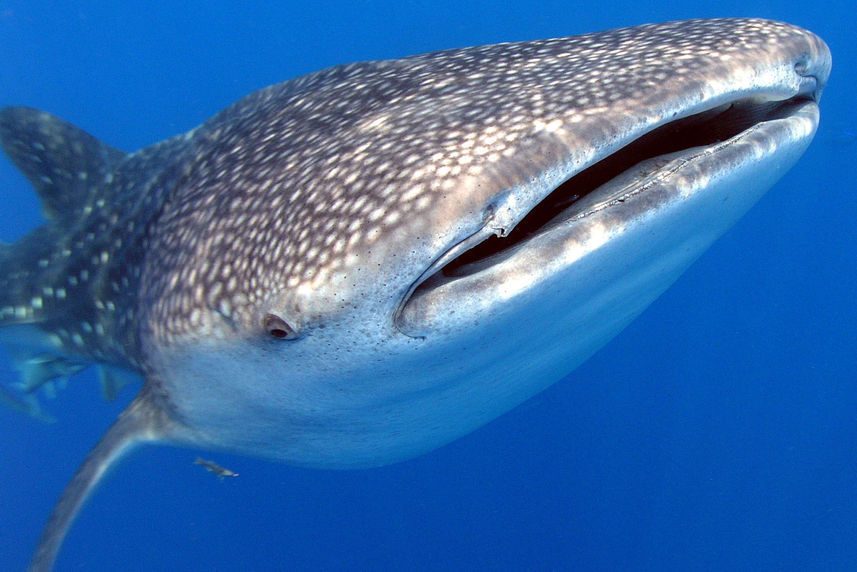 Whale Shark - Kona Aggressor II