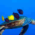 Turtle - Kona Aggressor II