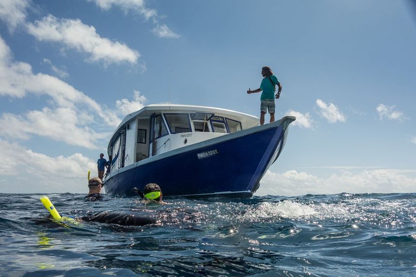 Diving Dhoni - Emperor Virgo