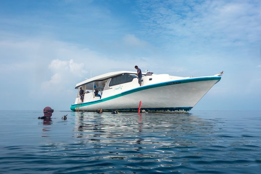 Emperor Leo Diving Dhoni Maldives