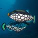 Clown Triggerfish - Emperor Leo