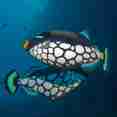 Marine Life - Emperor Leo