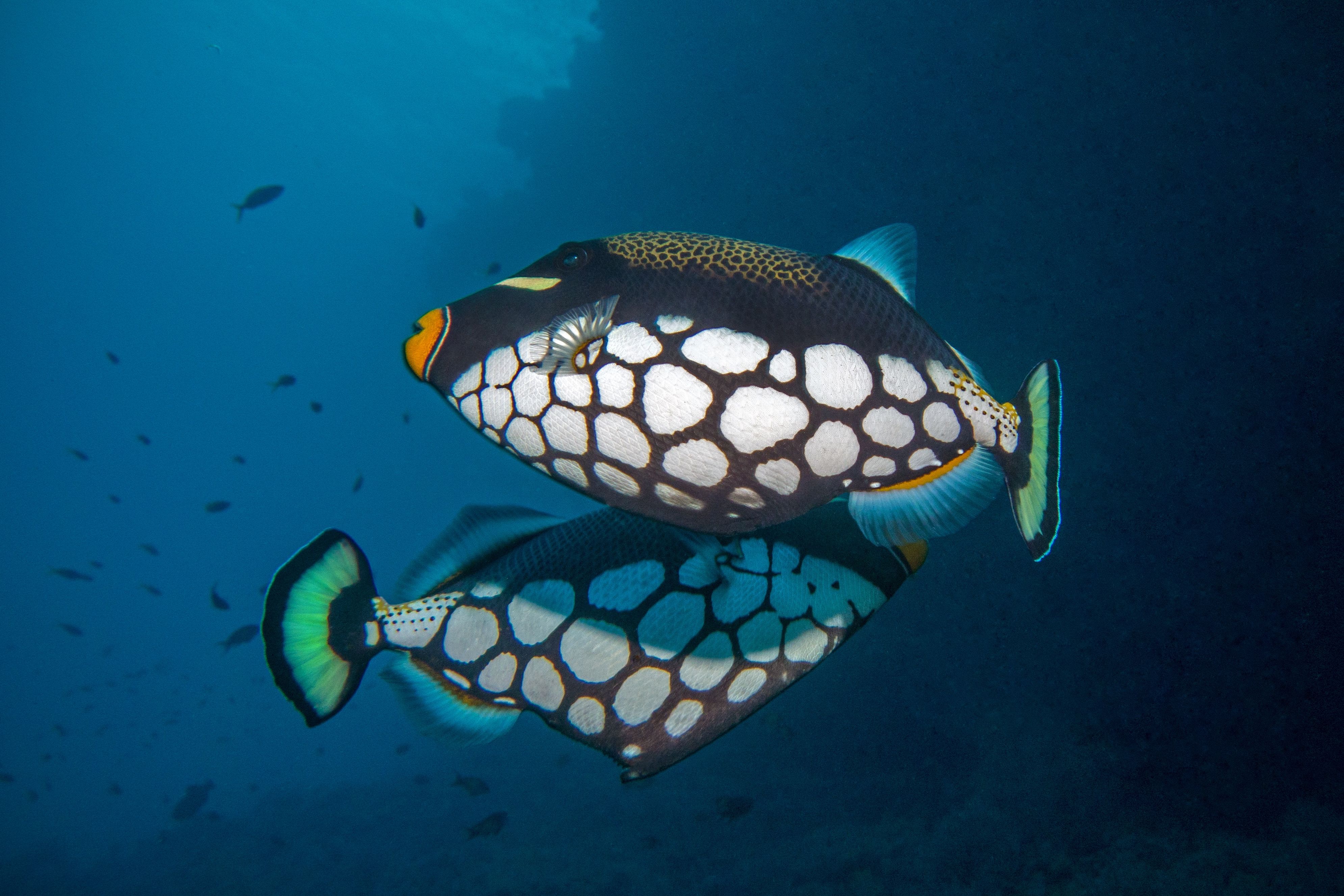 Clown Triggerfish - Emperor Leo