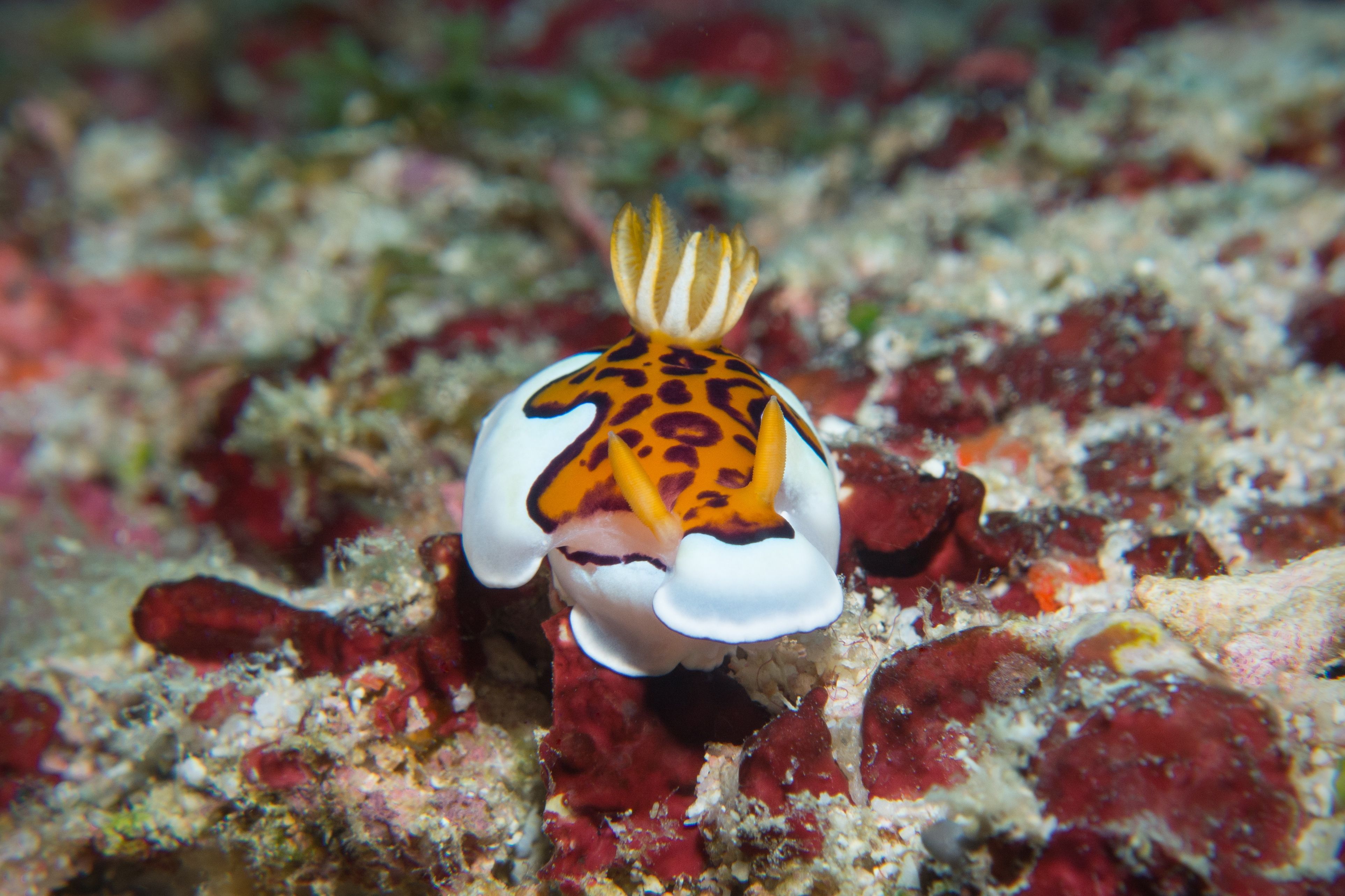 Amazing marine life - MV Leo Liveaboard Maldives