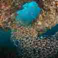 Marine Life - Emperor Leo