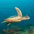 Marine Life - Emperor Leo