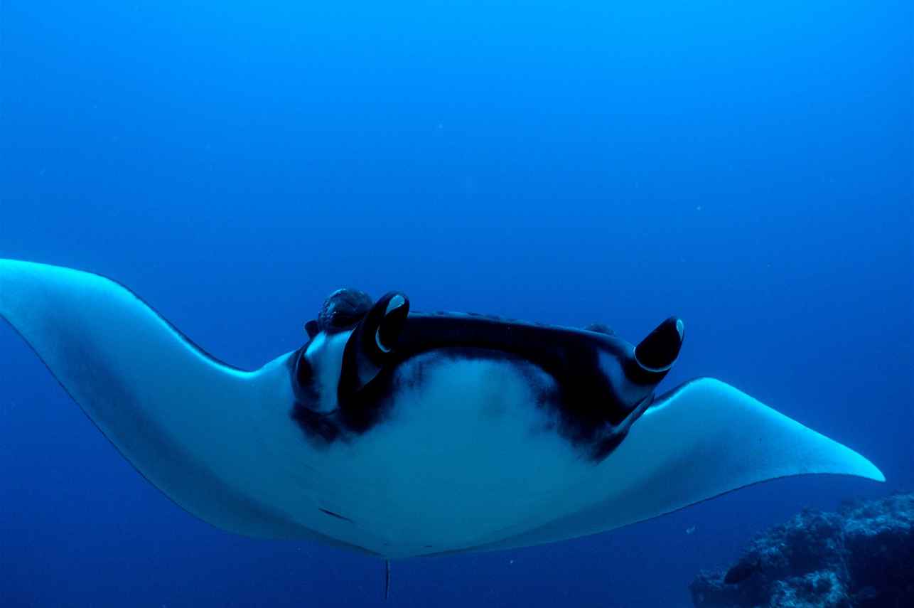 Mantarog - Okeanos Aggressor