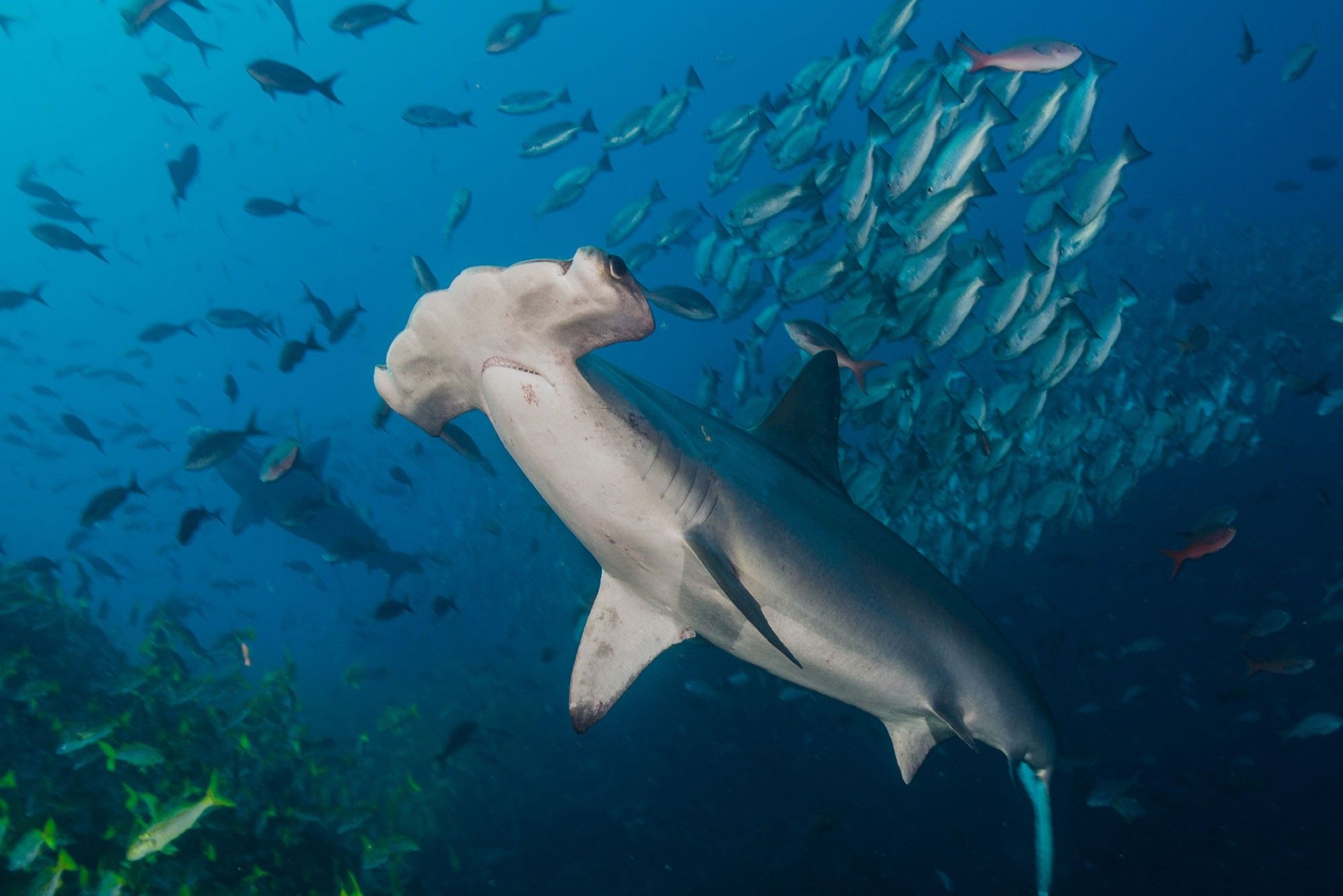 Tubarão - Okeanos Aggressor