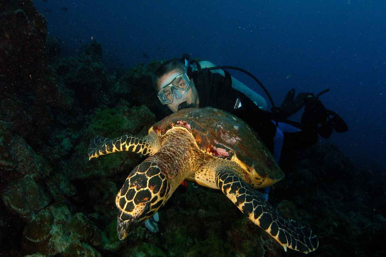 Schildpad - Okeanos Aggressor