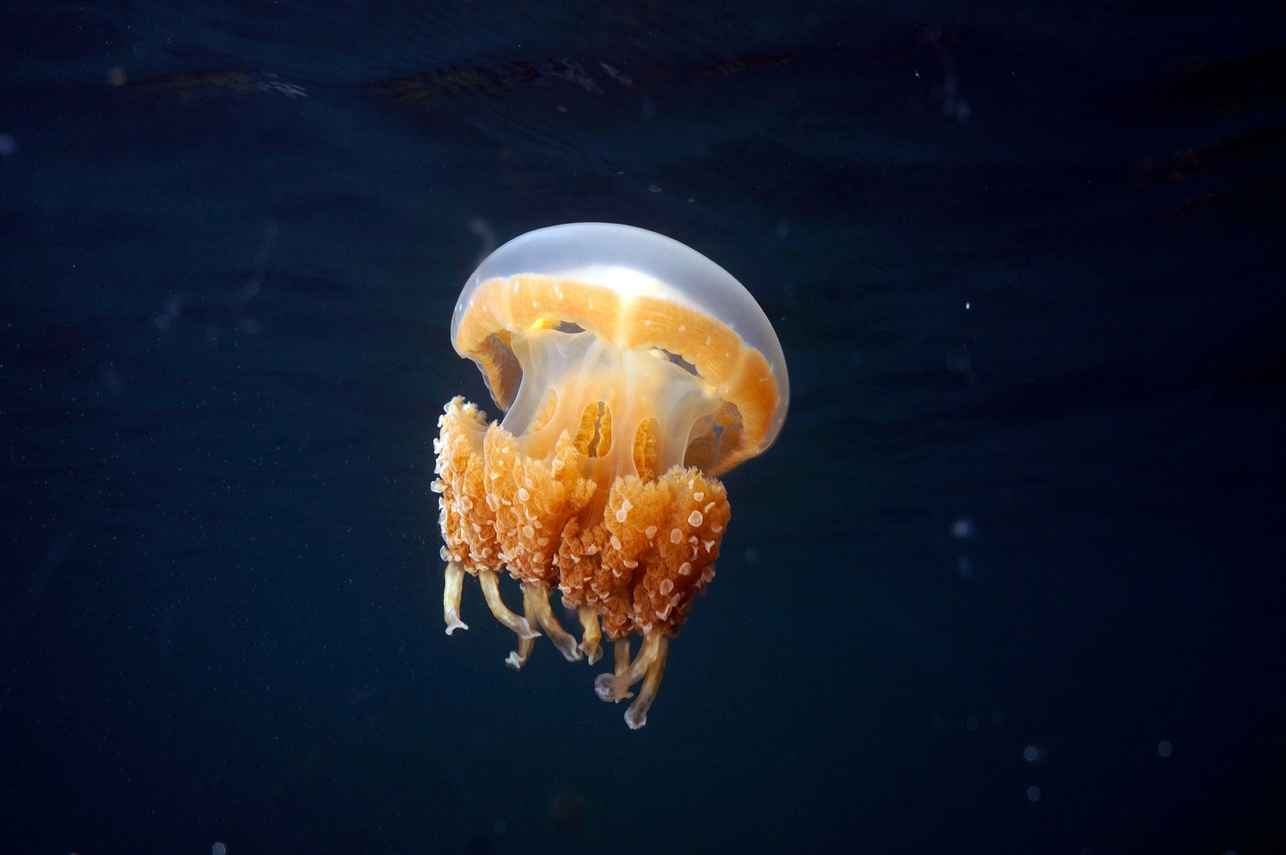 Marine Life - Palau Aggressor II