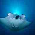 Mantarog - Palau Aggressor II