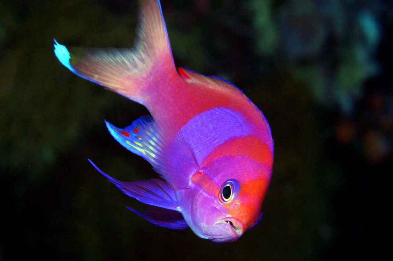 Marine Life - Palau Aggressor II