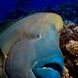 Marine Life - Palau Aggressor II