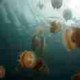 Onderwaterleven - Palau Aggressor II