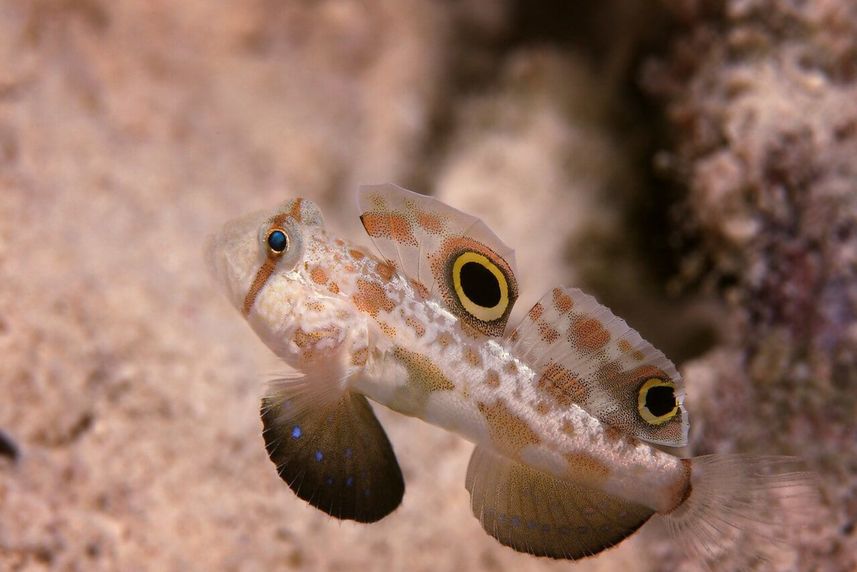 Marine Life - Palau Aggressor II