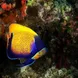 Marine Life - Palau Aggressor II