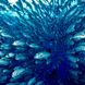 海洋生物 - Palau Aggressor II