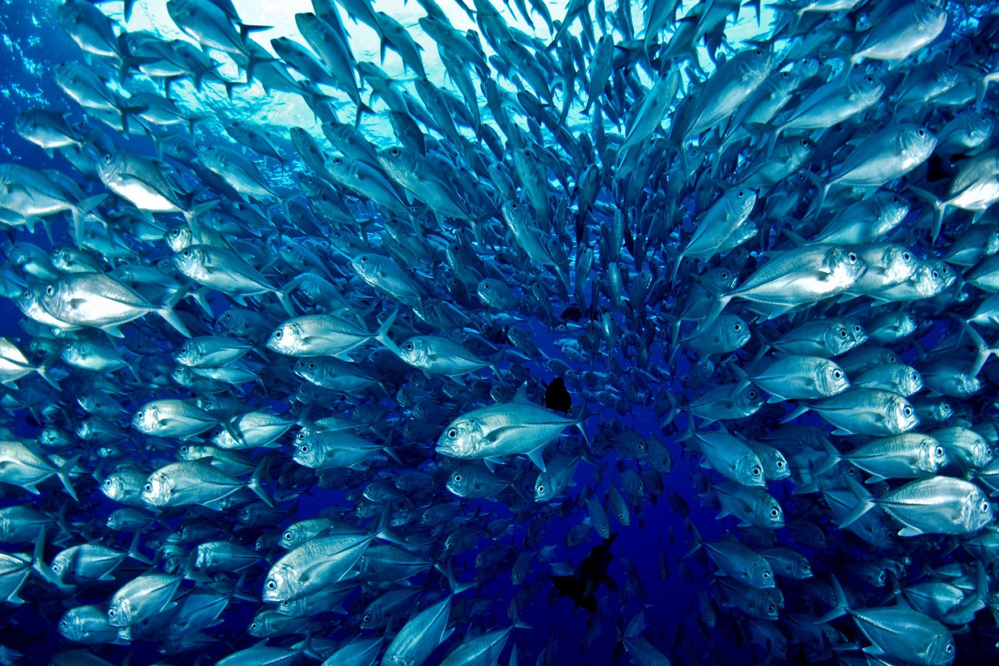 Onderwaterleven - Palau Aggressor II