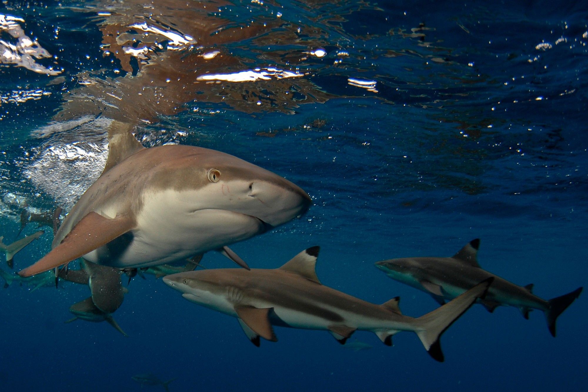 鲨鱼 - Palau Aggressor II
