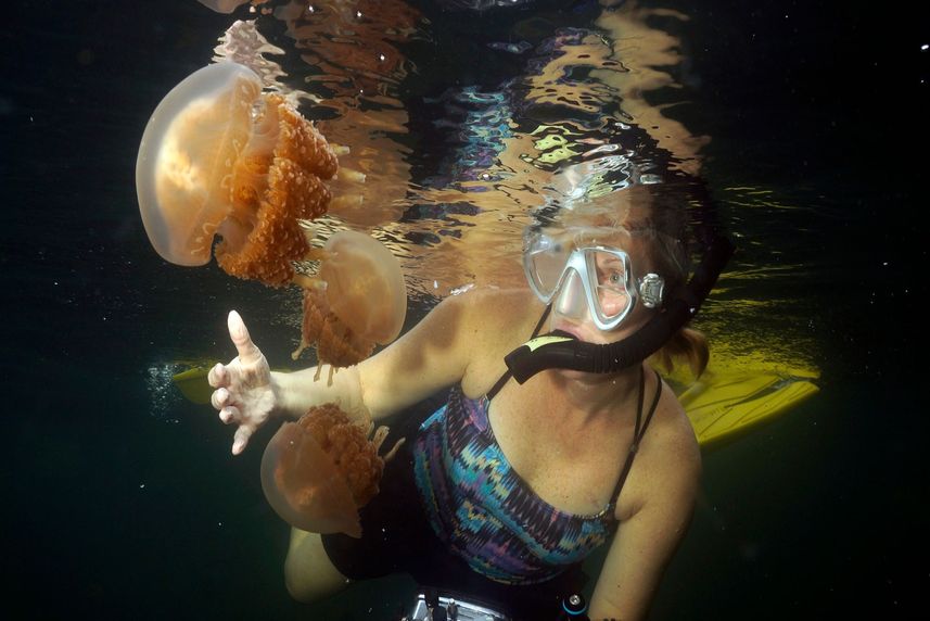 Snorkelling  - Palau Aggressor II