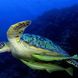 Черепаха - Palau Aggressor II