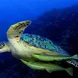 Turtle - Palau Aggressor II