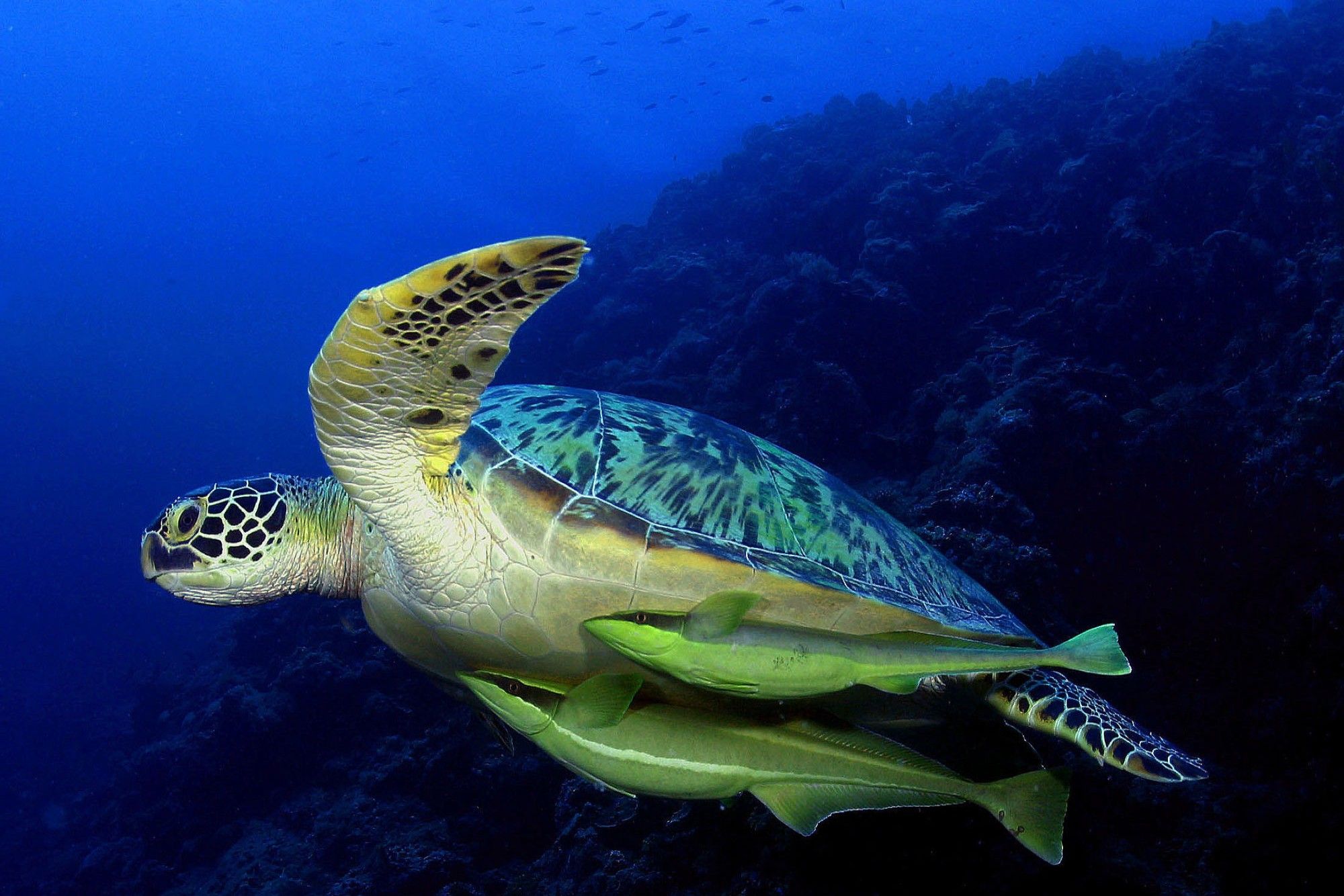 Черепаха - Palau Aggressor II