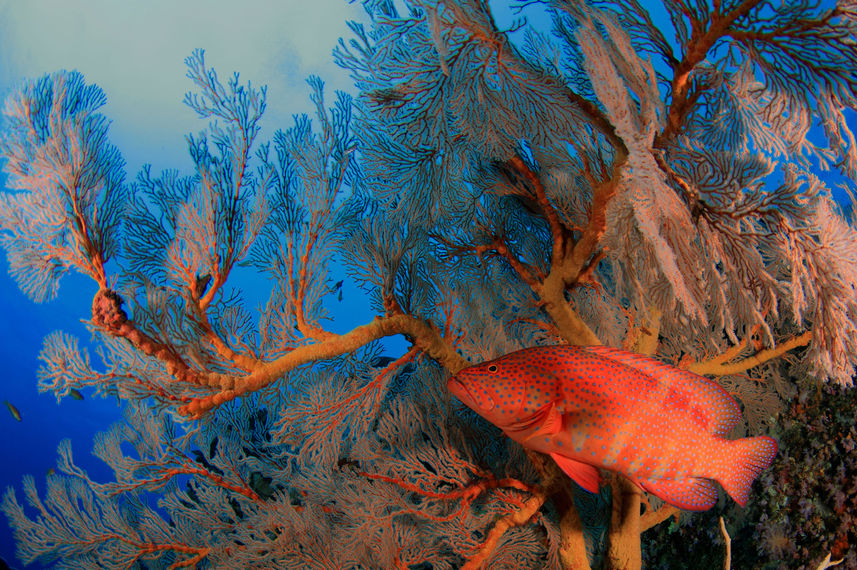 Marine Life - Thailand Aggressor
