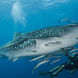 Tubarão Baleia - Thailand Aggressor